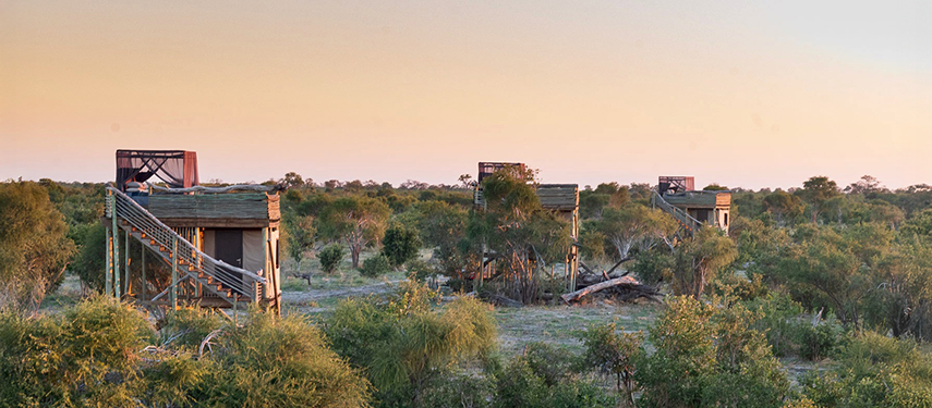 A view of the three open-air Skybed platforms elevated above the bush at dusk.
