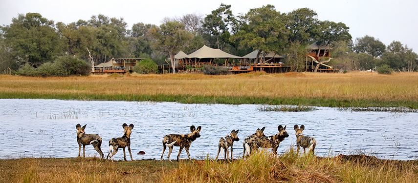Pack of African wild dogs standing at the water’s edge near Tuludi Camp, with luxury tents visible in the background.