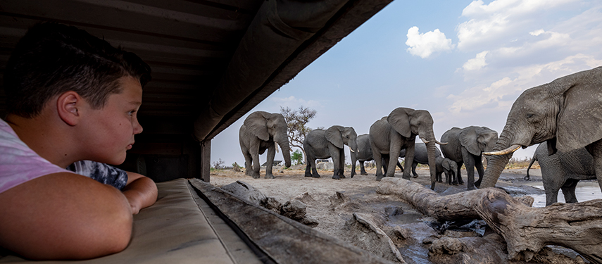 A child watches a herd of elephants up close from Skybeds’ underground photographic hide.