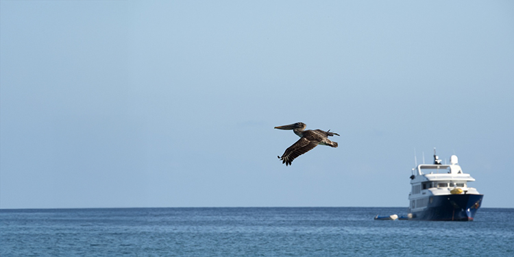A pelican soaring above a blue sea with a luxury yacht in the background