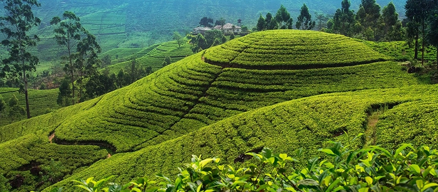 Rolling tea plantations covering the hillsides of Sri Lanka’s central highlands.