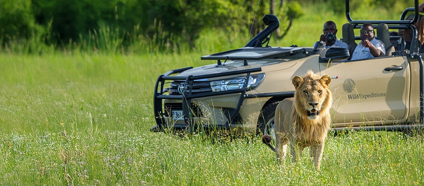 A male lion strides through summer grass as a safari vehicle observes quietly from a respectful distance.