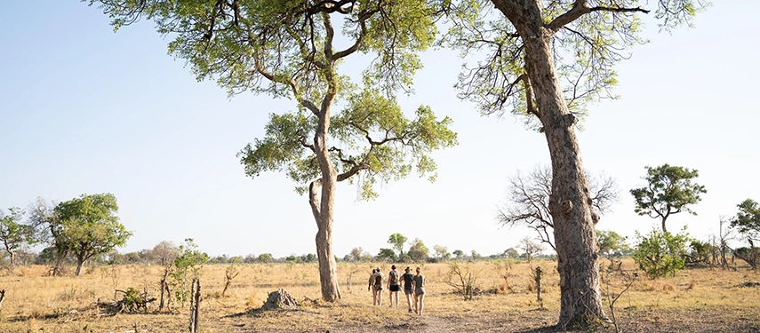 A guided walking safari moves across open savannah beneath scattered trees in warm afternoon light.