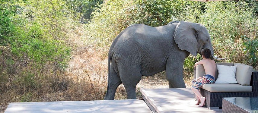 Young boy sits poolside watching a wild elephant stroll past the deck at Croc’s Nest, South Luangwa.