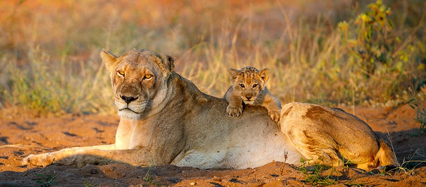 A lioness resting in the golden light with a young cub playfully climbing on her back.