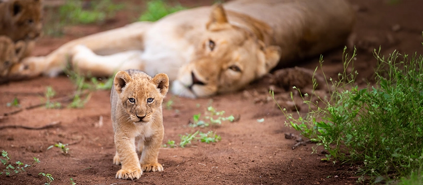 A lion cub walking towards the camera with a lioness resting in the background.