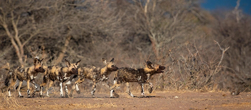 A pack of African wild dogs on the move, captured in mid-stride as they trot through the dry scrub in formation.