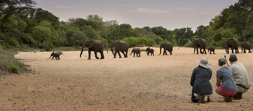 A walking safari group kneeling in the sand watching a large herd of elephants cross the dry riverbed.