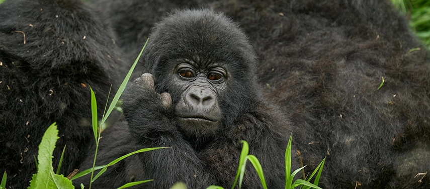 Young mountain gorilla resting in the grass with a contemplative expression on its face.