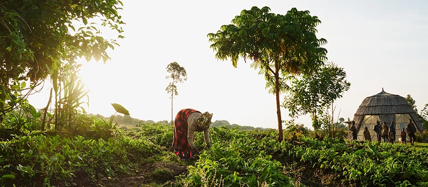 Local Batwa woman tending to a garden at sunrise with a traditional roundhouse and others in the background.