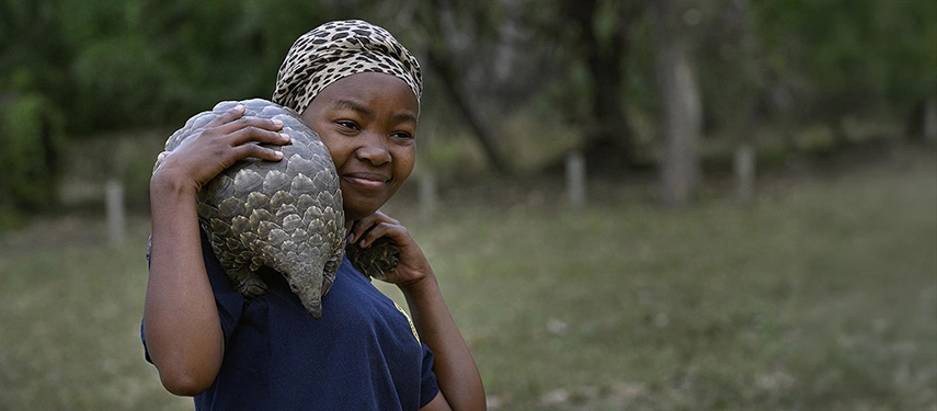 A conservationist carries a rescued pangolin through grassy woodland, highlighting Gorongosa’s hands-on commitment to wildlife protection.