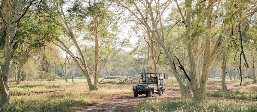 A safari vehicle pauses among pale-trunked trees in Gorongosa’s open woodland, highlighting the park’s calm, spacious landscapes.