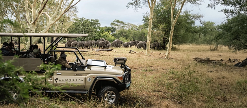 Guests in an open safari vehicle observe a large herd of elephants gathered among trees, offering a close encounter in Gorongosa National Park.