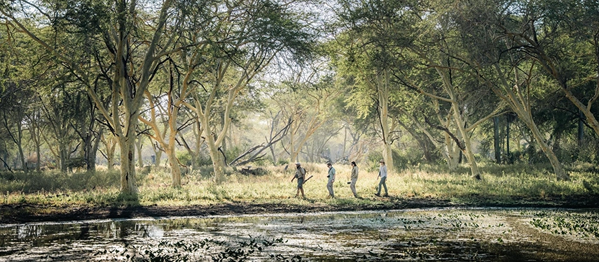 Walking safari guests move quietly along a forested waterway, guided through Gorongosa’s layered woodland landscape.