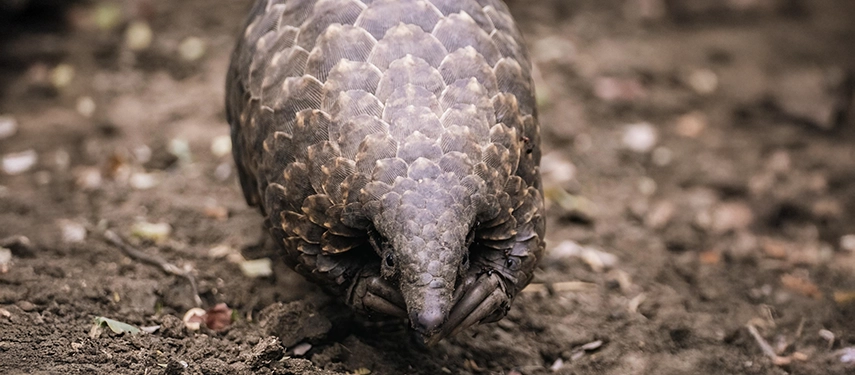 A pangolin forages on the forest floor, its scaled body captured in close detail against Gorongosa’s earthy ground.
