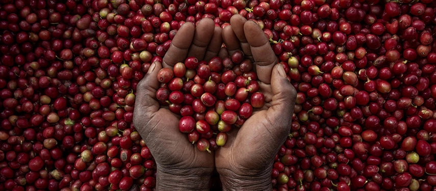 Hands cradle ripe red coffee cherries, reflecting Gorongosa’s community farming and sustainable livelihoods initiatives.