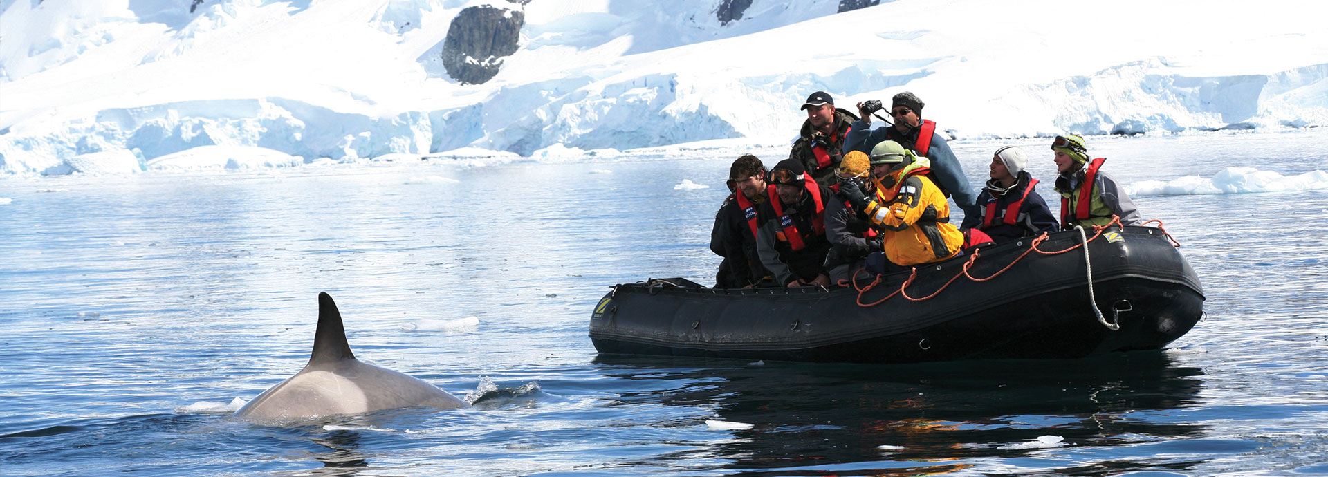 whale watching on Antarctica 21 fly cruise