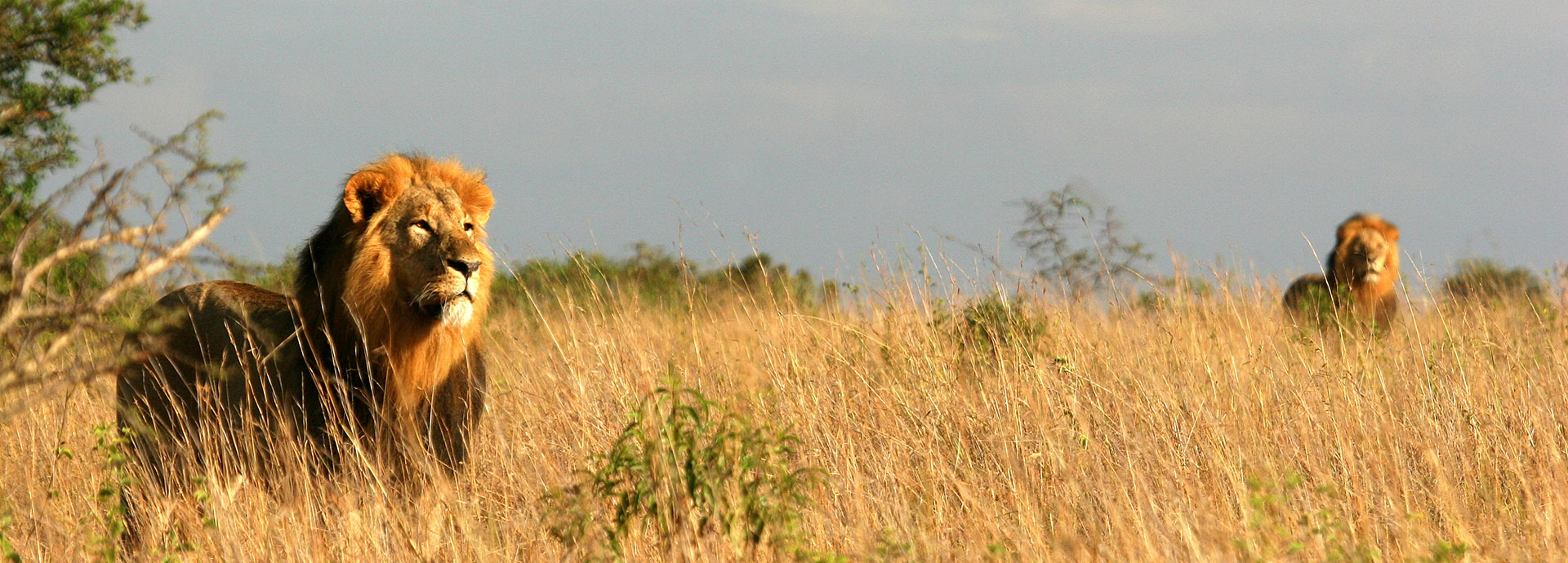 A pair of lions in tall grass in Nairobi National Park