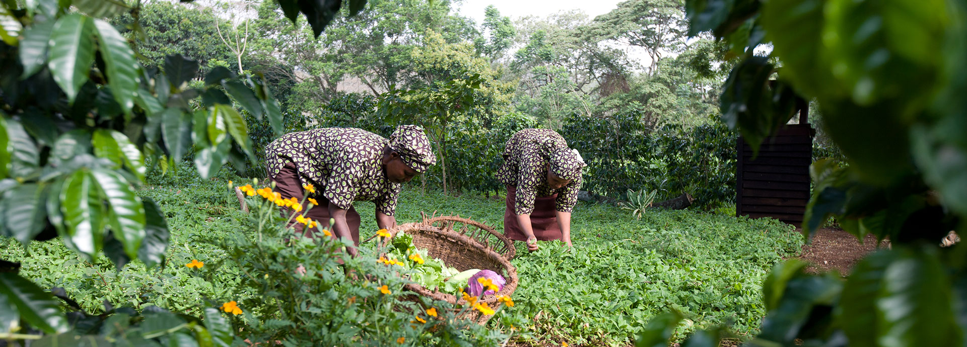 Fresh fruit, vegetables and herbs are picked each day from the organic gardens at Gibbs Farm