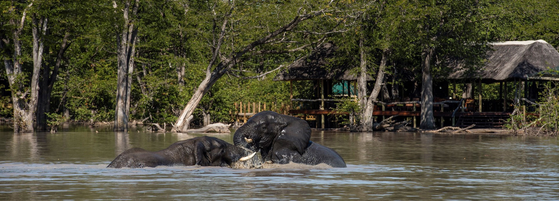 Elephants play fighting in the water at Hyena Pan in Botswana