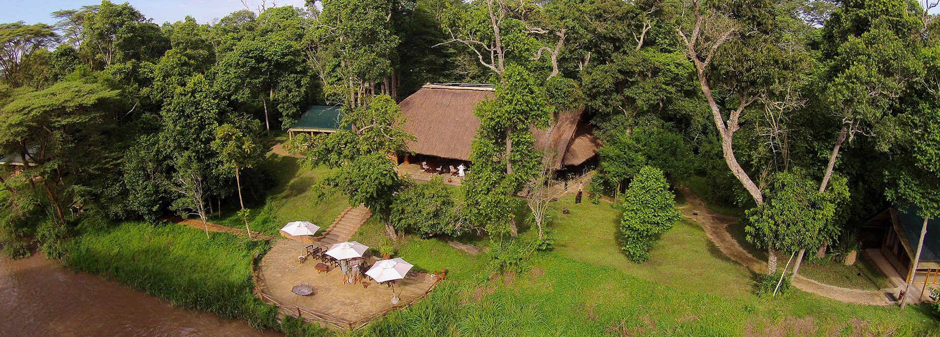 Be on the lookout for lions resting beneath the fig trees at Ishasha Tented Camp