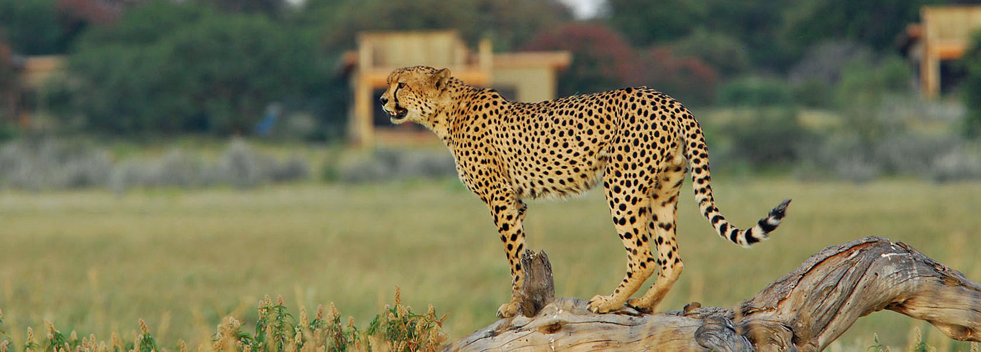 Cheetah stands on a rock in search of dinner at Kalahari Plains in Botswana