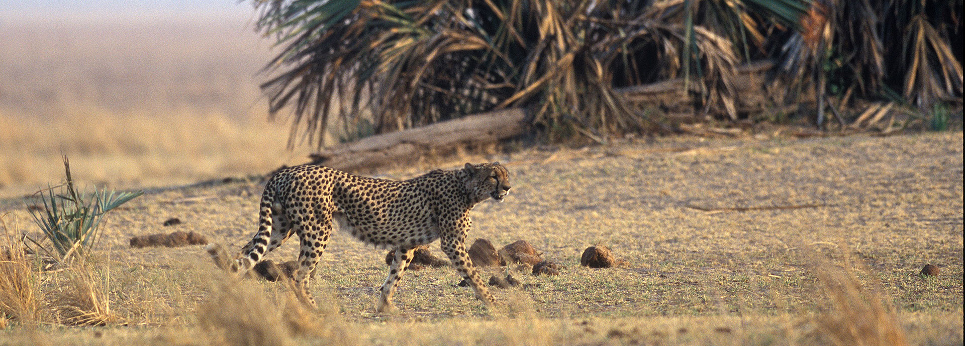 Lone cheetah walking the plains of Katavi National Park at Chada Katavi
