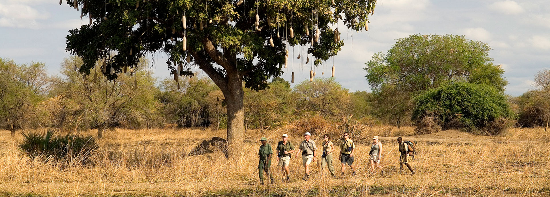 Admire large sausage trees on a Robin Pope walking safari in Zambia