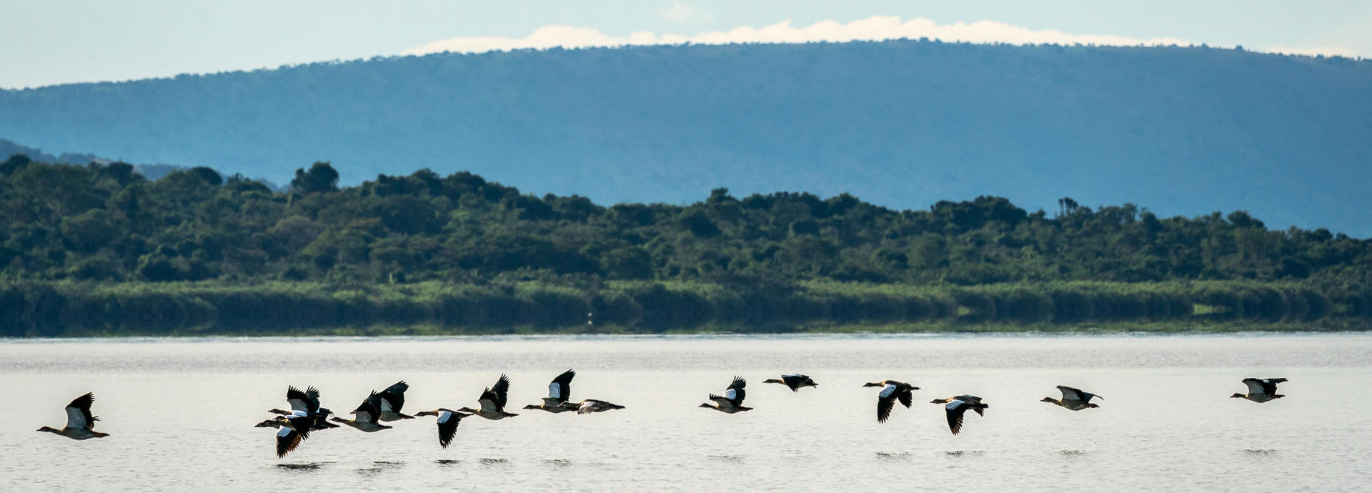 Birds flying over the surface of Lake Rwanyakazinga, Rwanda