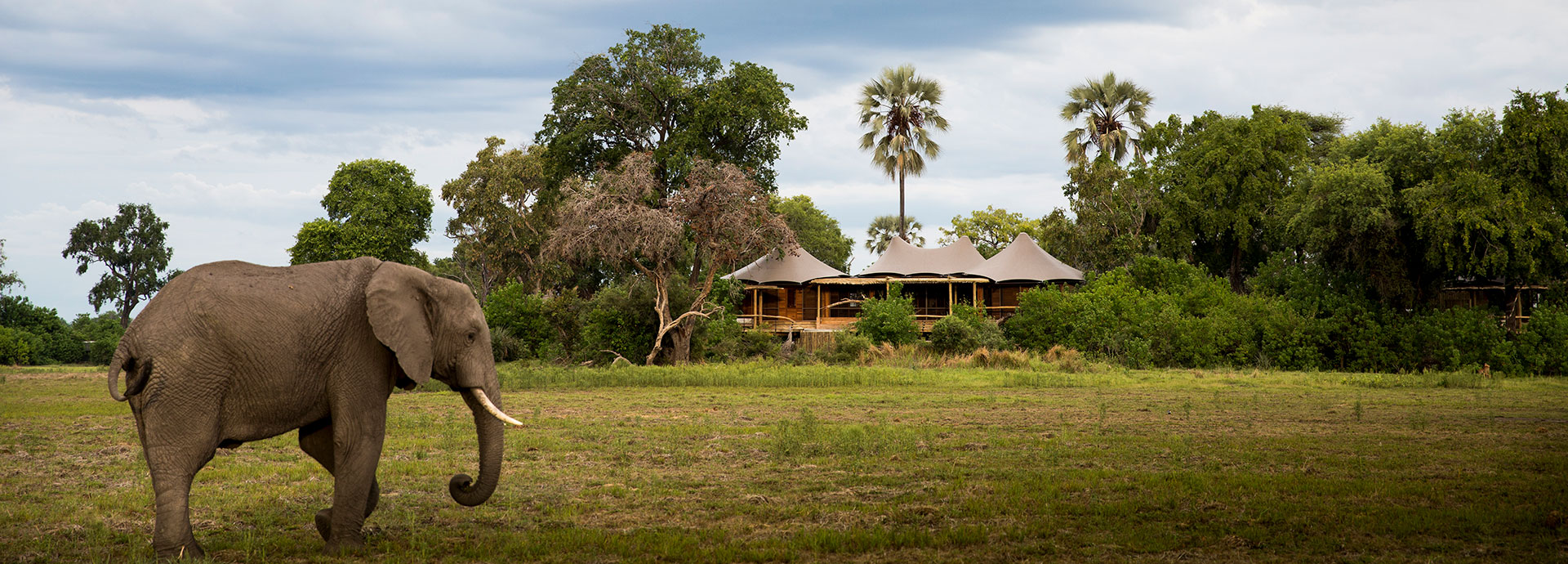 AN elephant walks past Botswana's luxurious Mombo safari camp