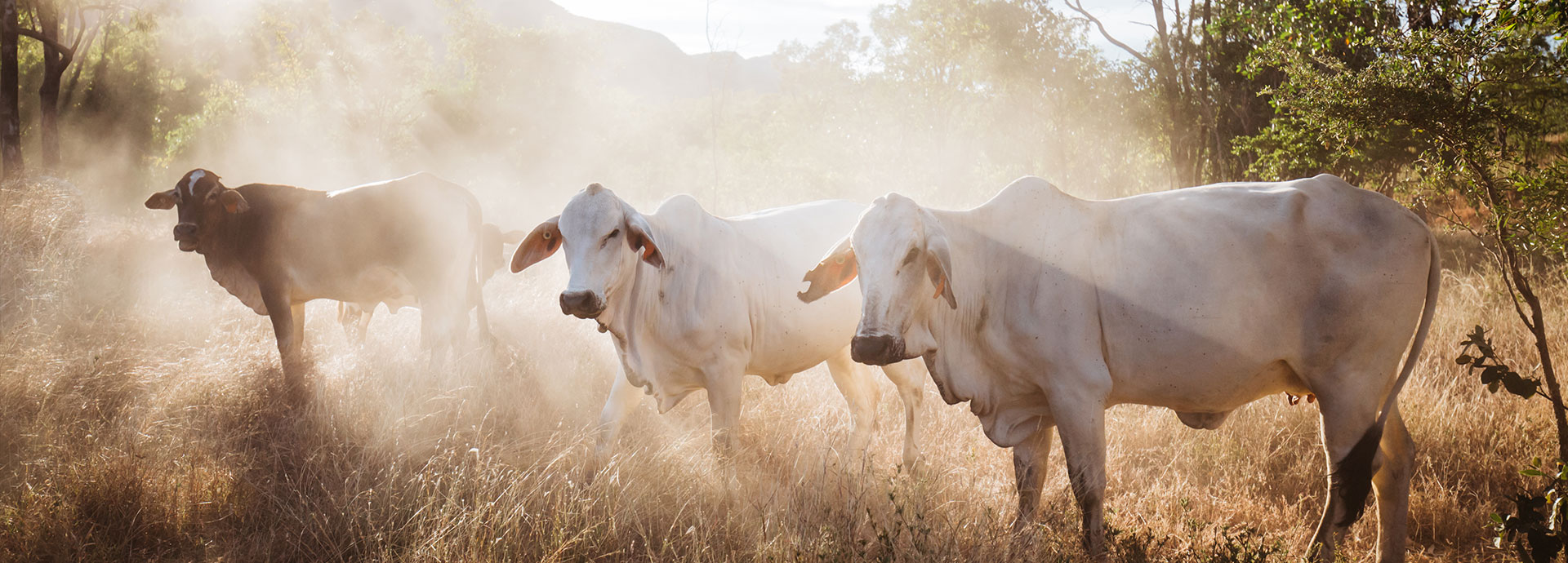 Making the most of the rugged outback territory in Queensland's luxury Mt Mulligan Lodge