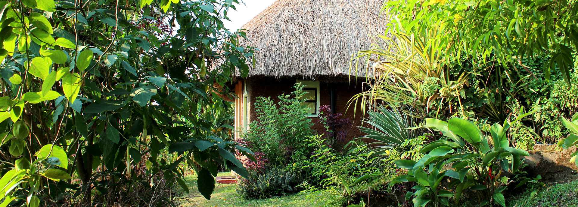 Walk about a working tea estate at Ndali Lodge