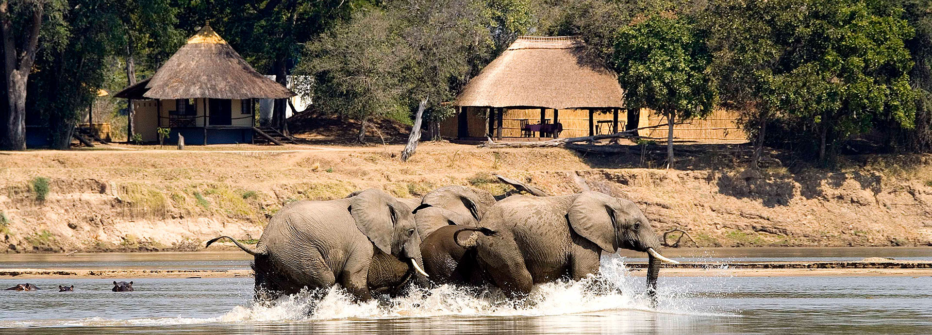 Easy elephant watching from the banks of camp at Nsefu