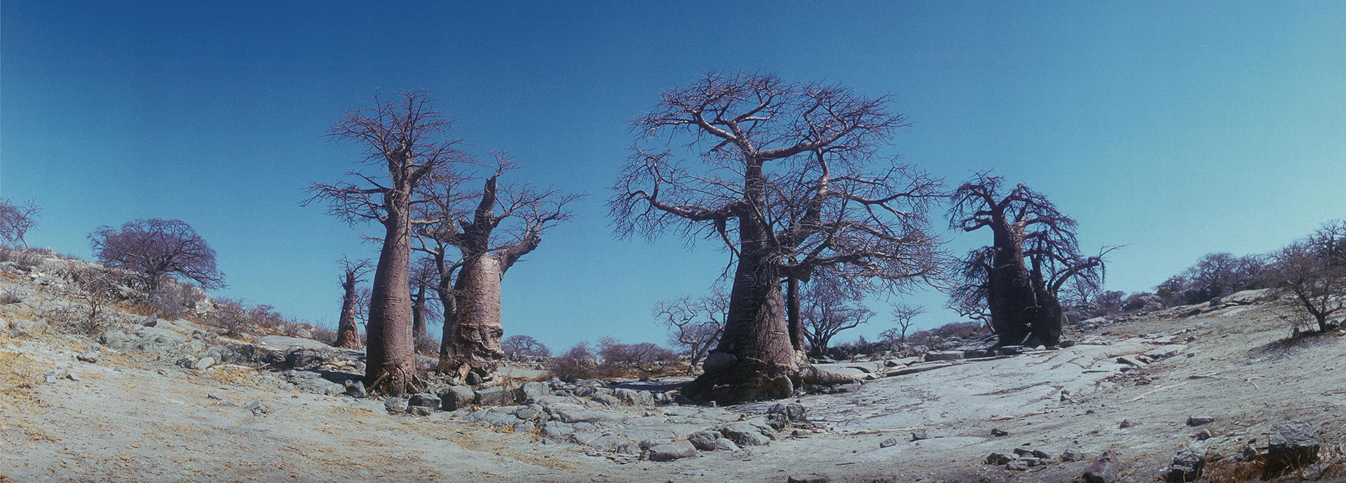 Admire the Baobabs while walking with Bushmen at Planet Baobab
