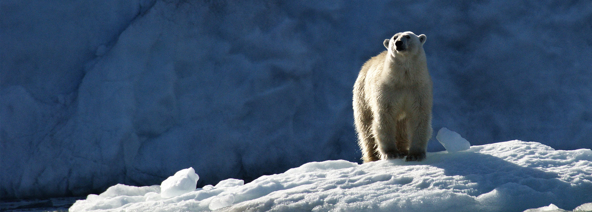 Polar Bear in Svalbard - the Arctic Circle - with Poseiden