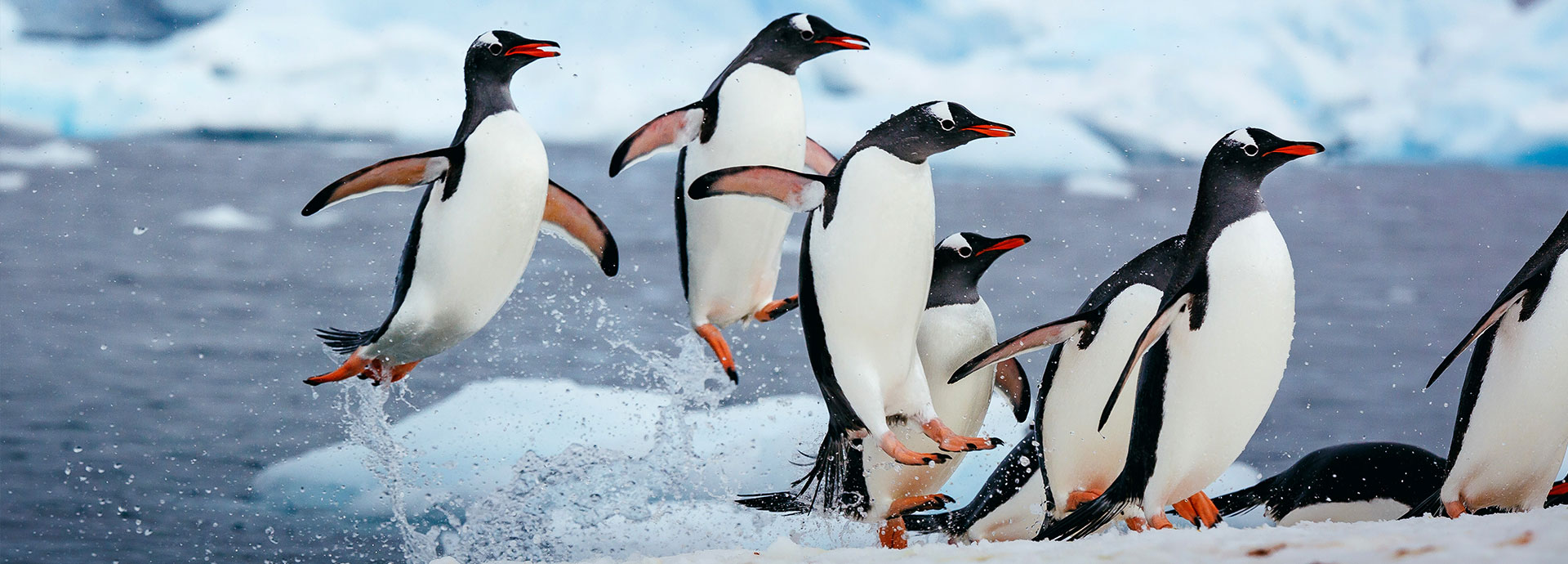 Penguins leaping from the ocean onto an ice floe in Antarctica