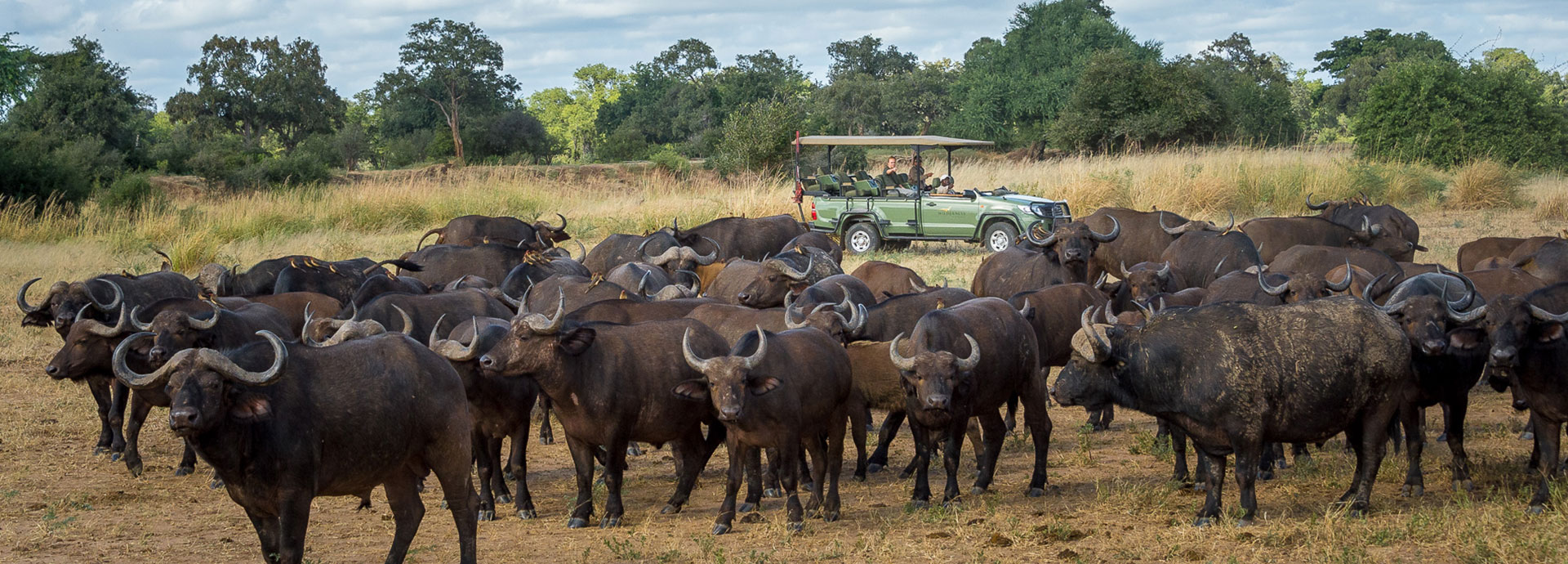 Guests watch a herd of buffalo on a Game Drive in Mana Pools National Park, Zimbabwe