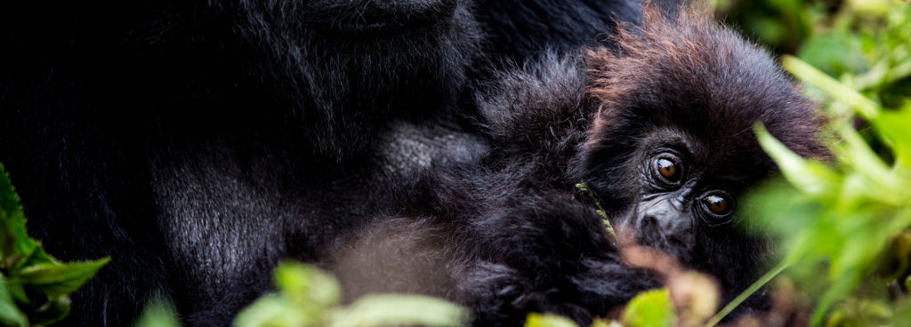Close-up of a baby gorilla in Rwanda's Volcanoes National Park