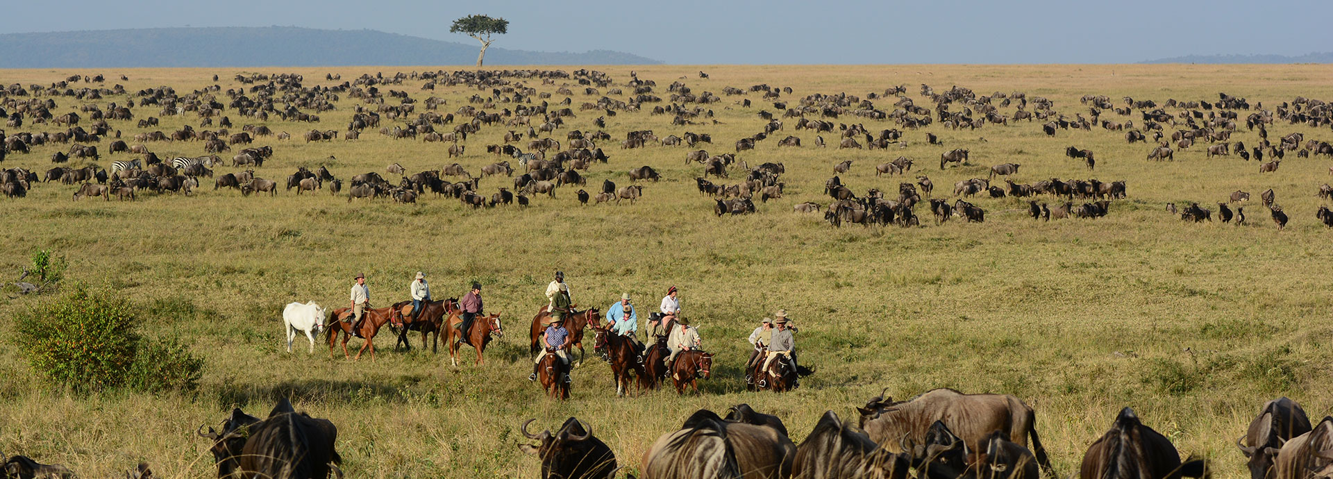 Wildebeest on a horse riding safari in the Masai Mara Kenya
