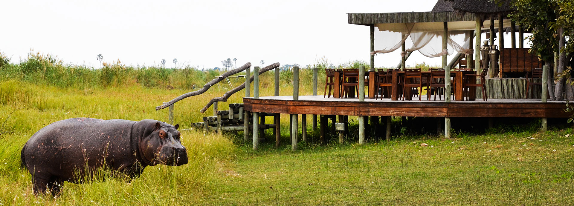 Hippos right outside the bedroom at Selinda Camp!