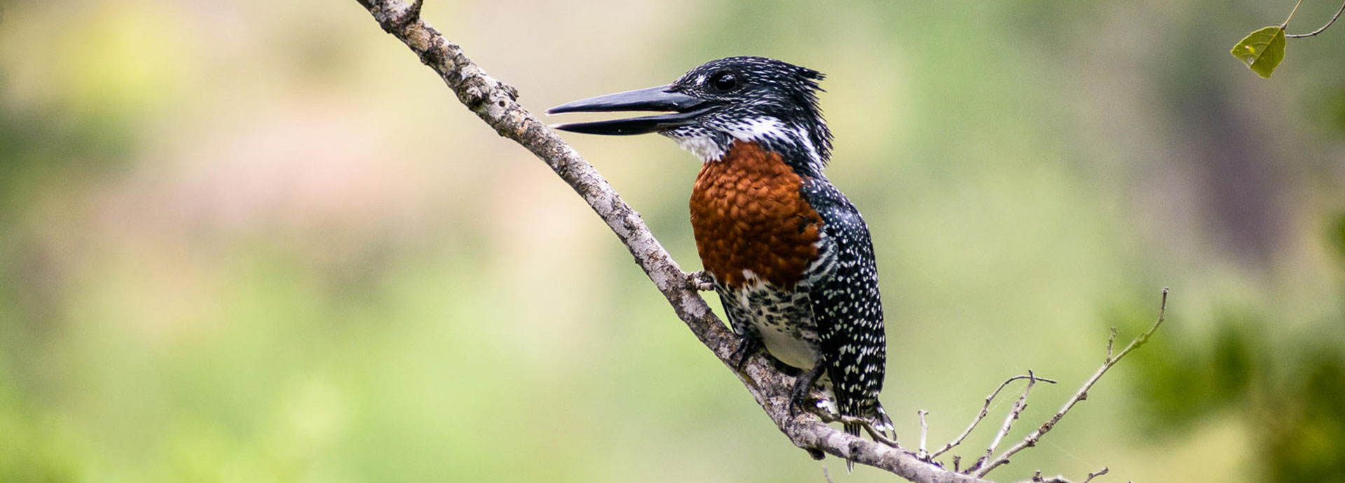 Up close encounters with a variety of beautiful birdlife at Singita Sweni in Kruger National Park