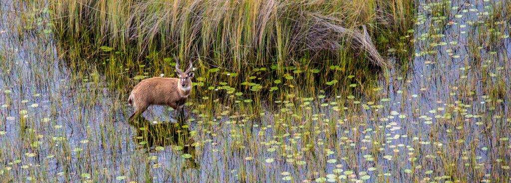 Waterbuck stands amongst lilies and reeds in the Okavango Delta
