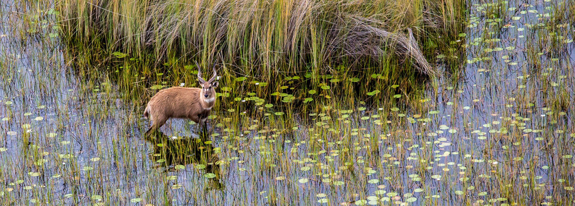 Waterbuck stands amongst lilies and reeds in the Okavango Delta