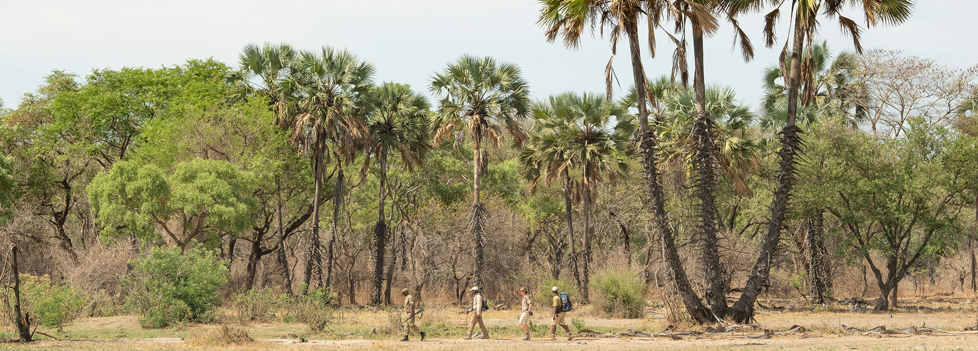 Walking safari through a palm grove in Zambia