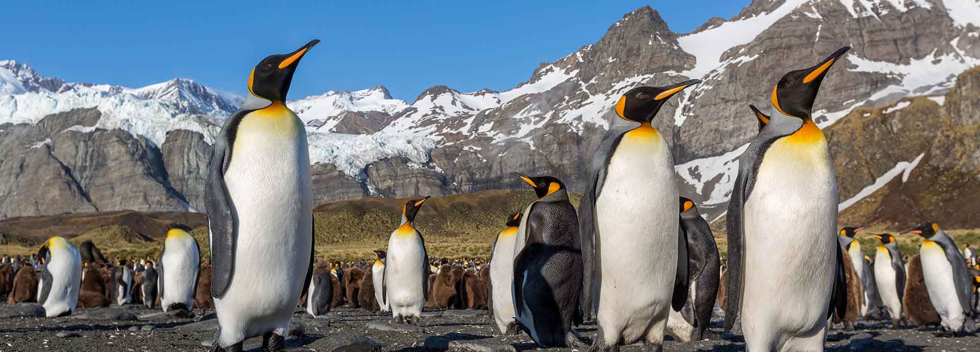 Penguins In Gold Harbour, South Georgia, Antarctica