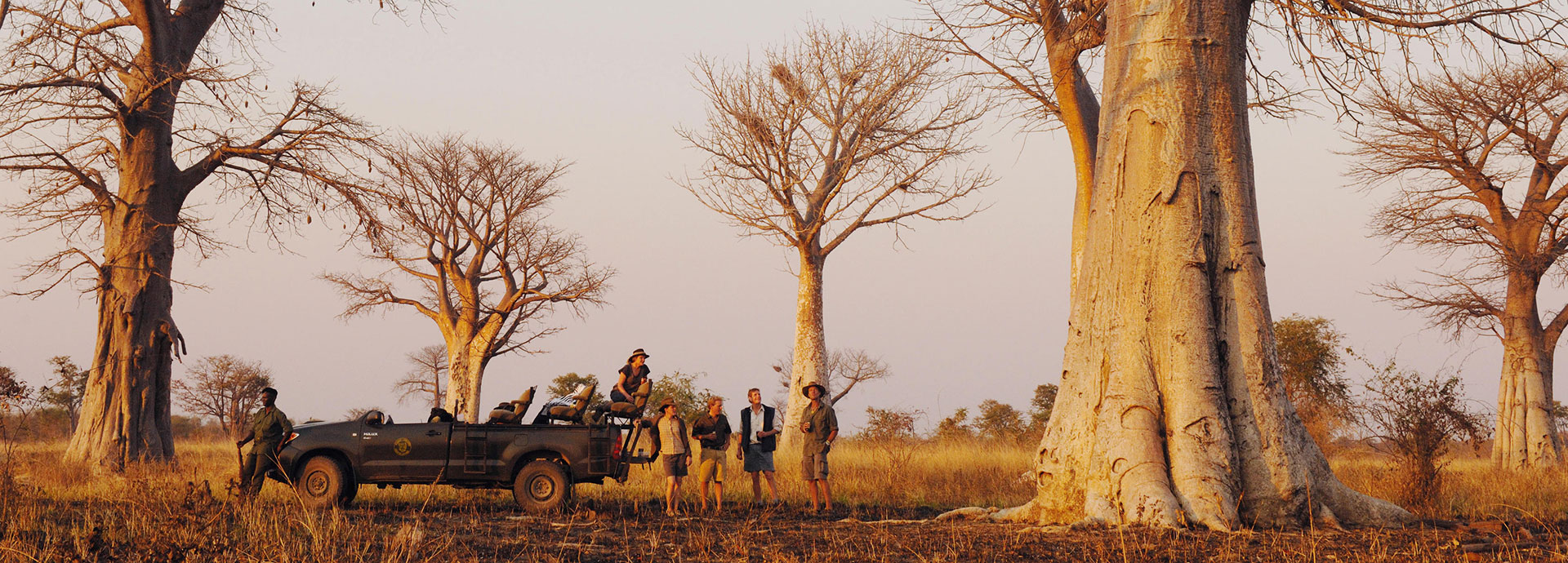 At Kaingo Camp, walk amongst ancient baobabs