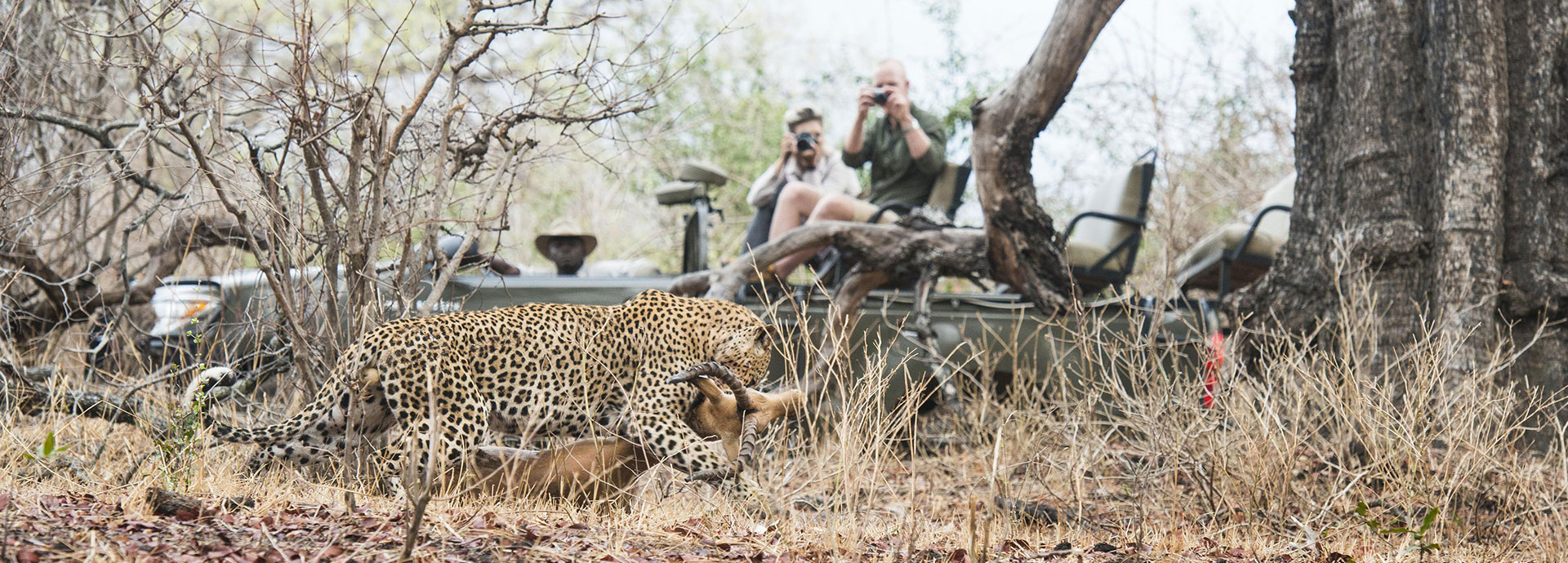 Visitors watching a leopard and its kill at Kaingo Camp, Zambia