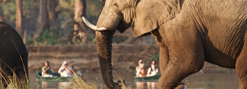 Enjoy a canoeing safari in search of local wildlife, like elephants, with Tusk and Mane