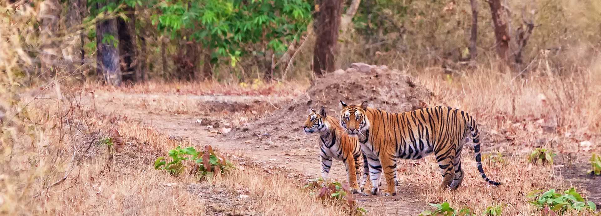 Tiger viewing and safaris in Bandhavgarh National Park India with The Classic Safari Company
