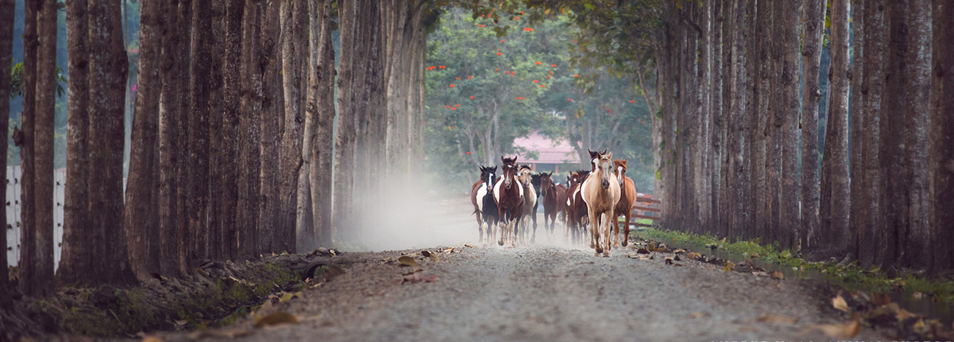 Take a horse ride when staying at Hacienda La Danesa